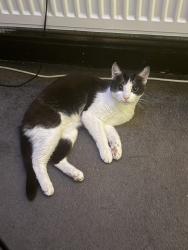 Lost Male Cat last seen Wn7 1RX, Greater Manchester, England WN7 1RX