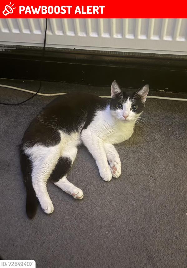 Lost Male Cat last seen Wn7 1RX, Greater Manchester, England WN7 1RX