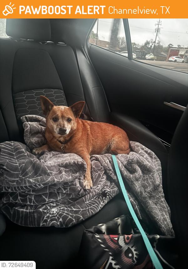 Found/Stray Male Dog last seen Macclesby ln, in sterling green neighborhood, Channelview, TX 77530