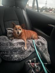 Found/Stray Male Dog last seen Macclesby ln, in sterling green neighborhood, Channelview, TX 77530