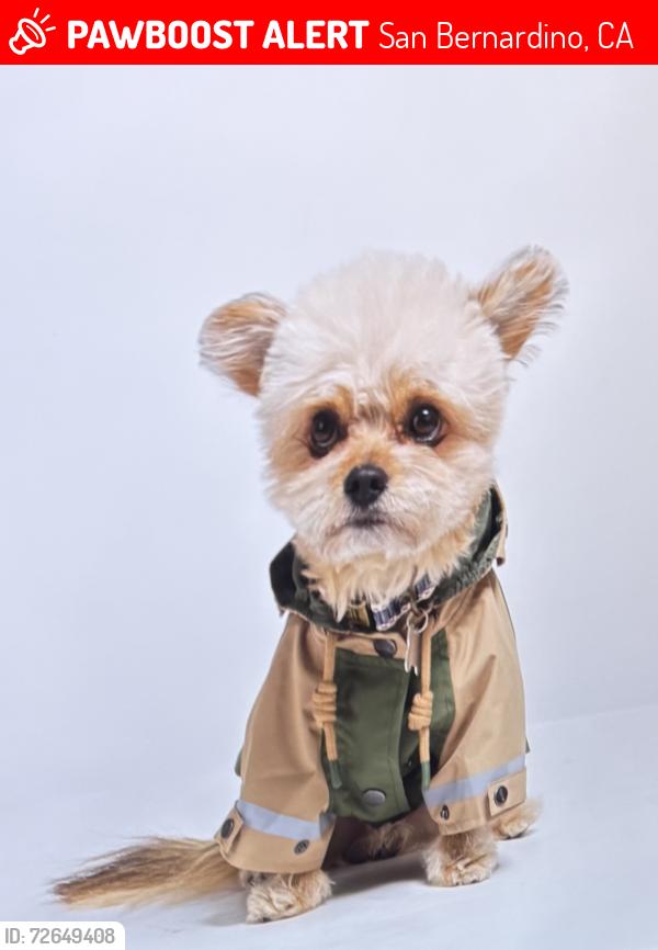 Lost Male Dog last seen Marshall and 34th, San Bernardino, CA 92404