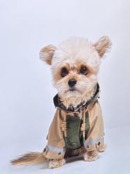 Lost Male Dog last seen Marshall and 34th, San Bernardino, CA 92404