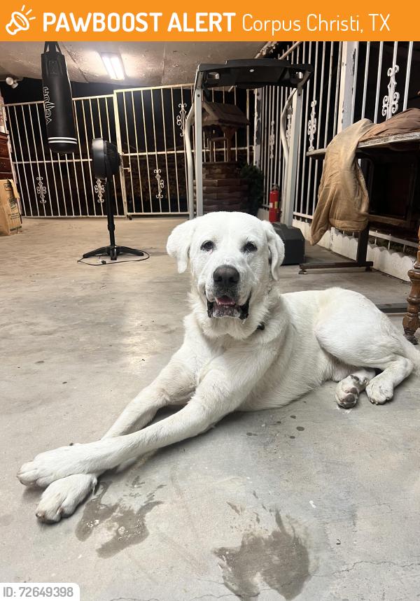 Found/Stray Male Dog last seen Heb on leopard and nueces , Corpus Christi, TX 78408