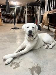 Found/Stray Male Dog last seen Heb on leopard and nueces , Corpus Christi, TX 78408