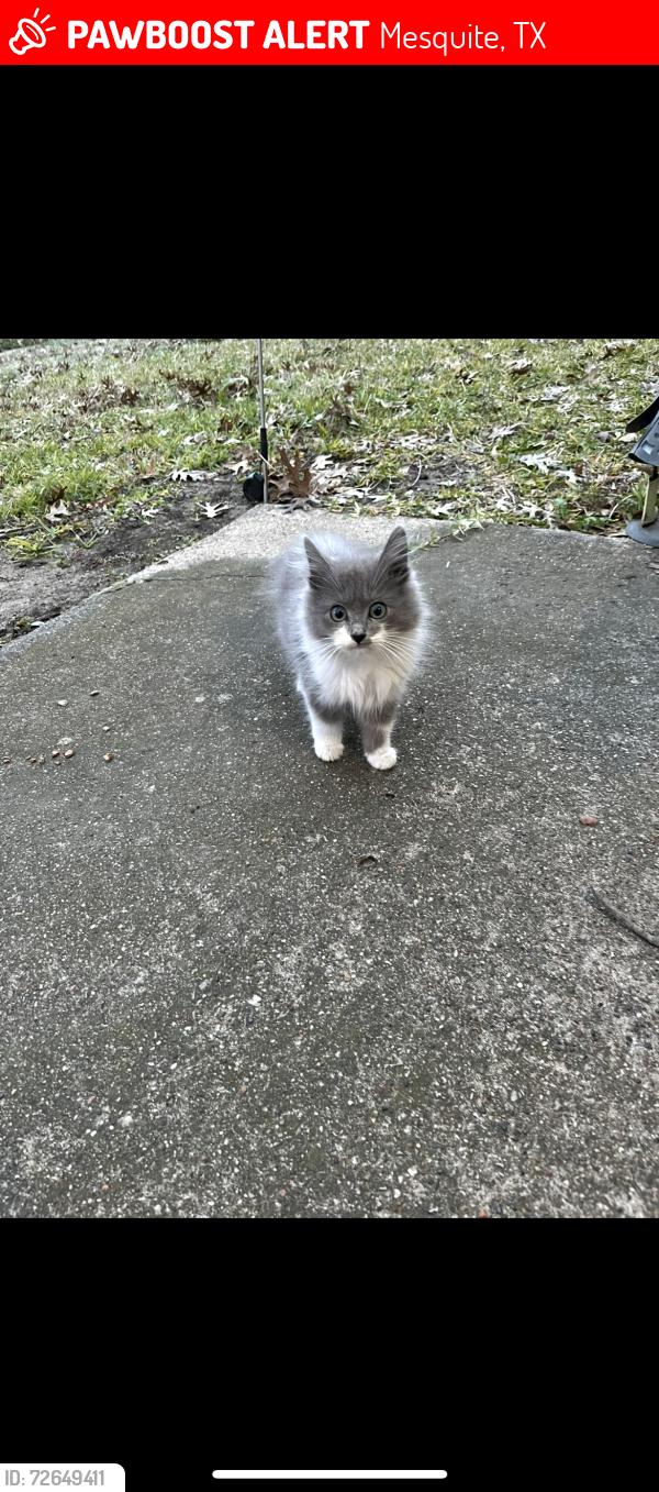 Lost Female Cat last seen Starling drive and whippoorwill drive, Mesquite, TX 75149