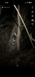 Lost Male Dog last seen Near purser rd Vanceboro nc , Vanceboro, NC 28586