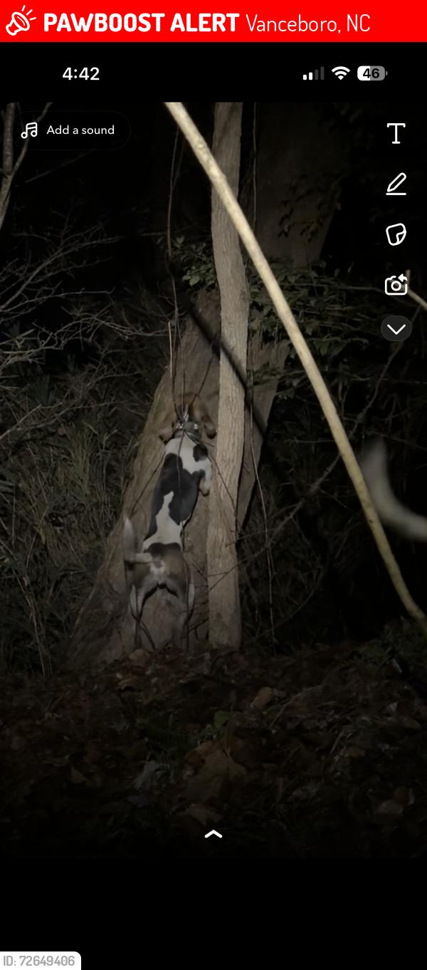 Lost Male Dog last seen Near purser rd Vanceboro nc , Vanceboro, NC 28586