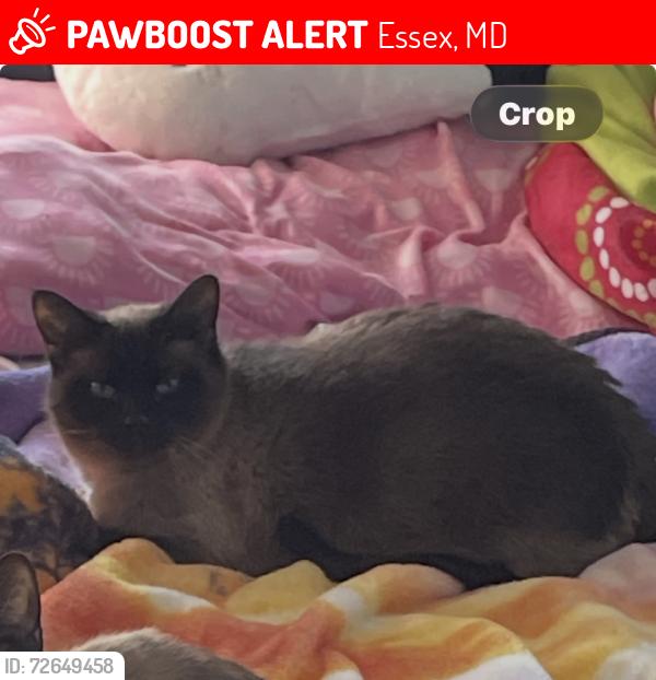 Lost Female Cat last seen Corby rd, Essex, MD 21221
