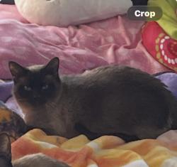Lost Female Cat last seen Corby rd, Essex, MD 21221