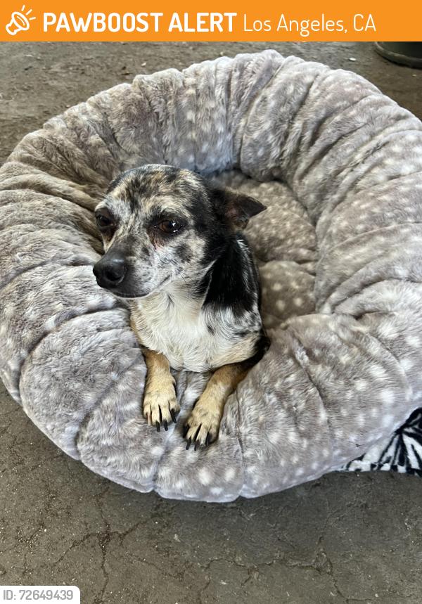 Found/Stray Male Dog last seen Near E Florence Ave, Los Angeles, CA 90001
