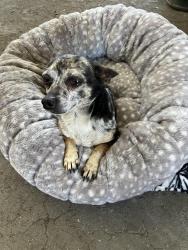 Found/Stray Male Dog last seen Near E Florence Ave, Los Angeles, CA 90001
