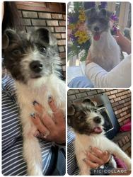 Found/Stray Female Dog last seen Bethesda church rd , Lawrenceville, GA 30045