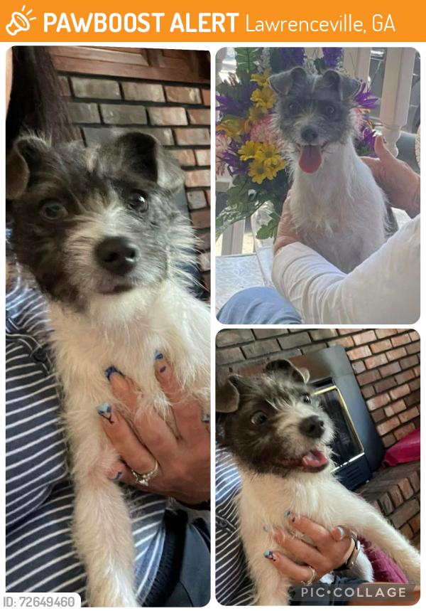 Found/Stray Female Dog last seen Bethesda church rd , Lawrenceville, GA 30045