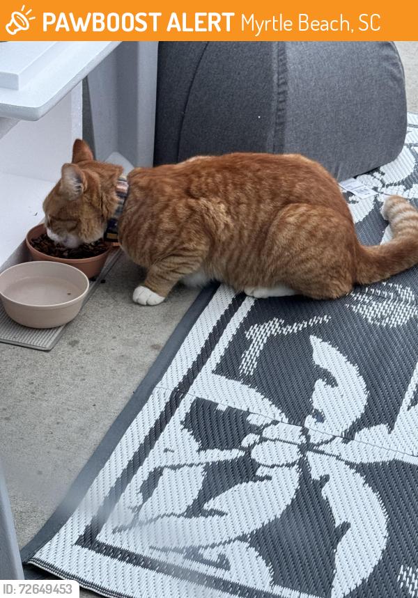 Found/Stray Unknown Cat last seen Near Socastee , Myrtle Beach, SC 29588