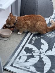 Found/Stray Unknown Cat last seen Near Socastee , Myrtle Beach, SC 29588