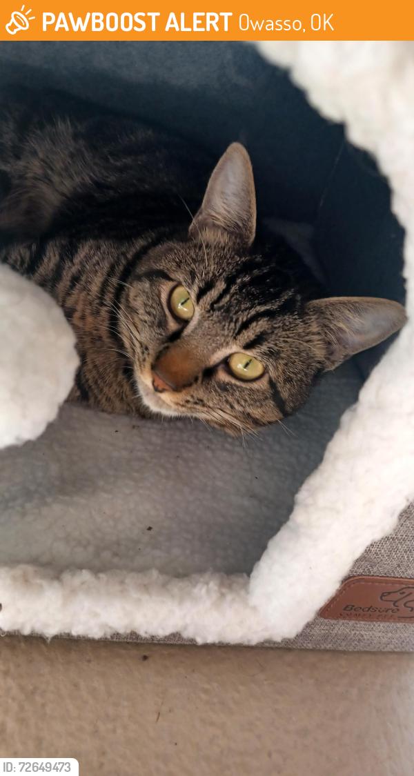 Found/Stray Male Cat last seen The Greens apmts , Owasso, OK 74055