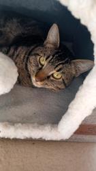 Found/Stray Male Cat last seen The Greens apmts , Owasso, OK 74055