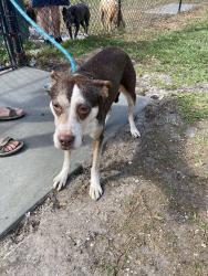 Found/Stray Female Dog last seen Near , Sun City Center, FL 33573