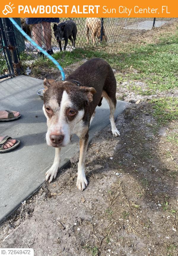 Found/Stray Female Dog last seen Near , Sun City Center, FL 33573