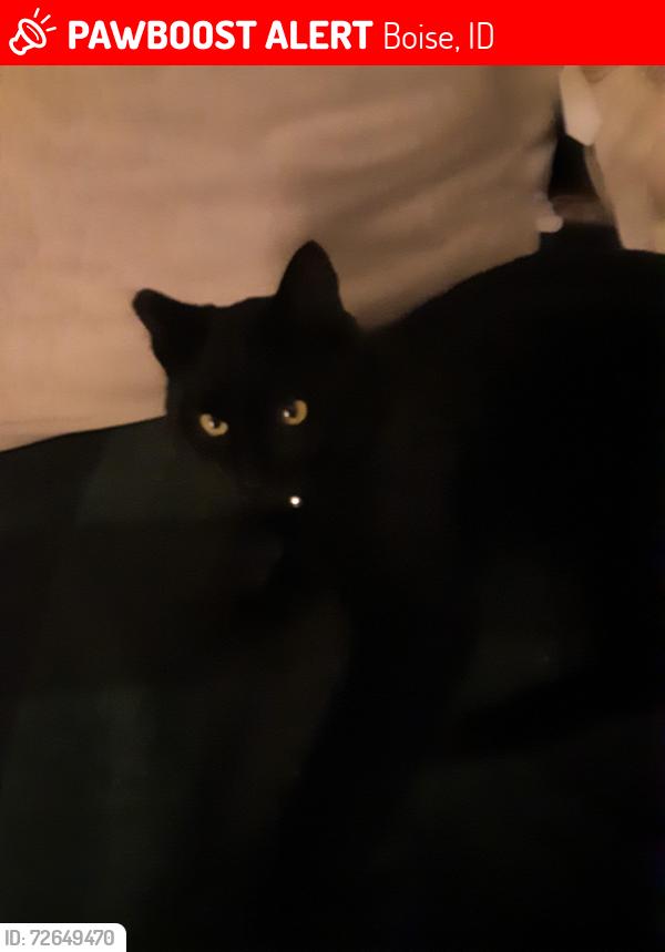 Lost Male Cat last seen Gas station, golf course, whitney elementary, Boise, ID 83705