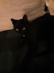 Lost Male Cat last seen Gas station, golf course, whitney elementary, Boise, ID 83705