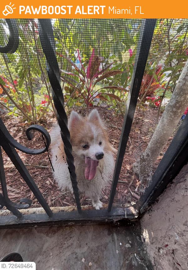 Found/Stray Male Dog last seen Near nw 21st ave, Miami, FL 33142