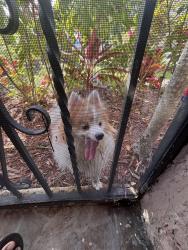 Found/Stray Male Dog last seen Near nw 21st ave, Miami, FL 33142