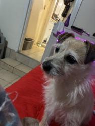Lost Female Dog last seen Willis avenue, marks avenue, Fort Worth, TX 76116