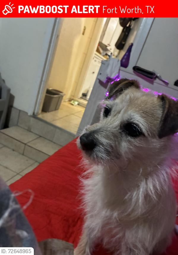 Lost Female Dog last seen Willis avenue, marks avenue, Fort Worth, TX 76116