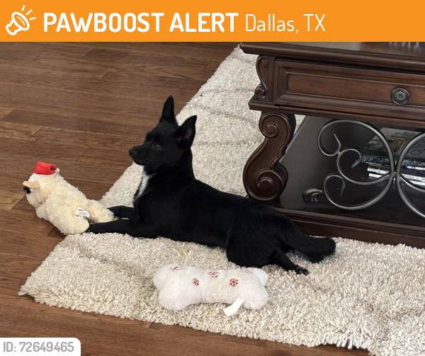 Found/Stray Female Dog last seen Gonzalez Mexican Restaurant Parking Lot, Dallas, TX 75217