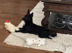 Found/Stray Female Dog last seen Gonzalez Mexican Restaurant Parking Lot, Dallas, TX 75217