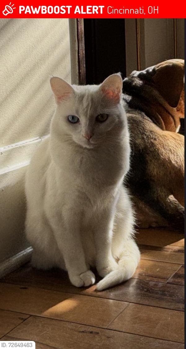 Lost Female Cat last seen Vine Street and Tower Street Cincinatti OH, Cincinnati, OH 45220