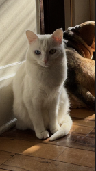 Lost Female Cat last seen Vine Street and Tower Street Cincinatti OH, Cincinnati, OH 45220