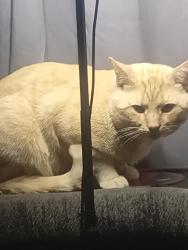 Lost Male Cat last seen Valvoline , Youngstown, OH 44505