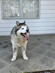 Found/Stray Male Dog last seen Maplebrook and whitesville, Columbus, GA 31904