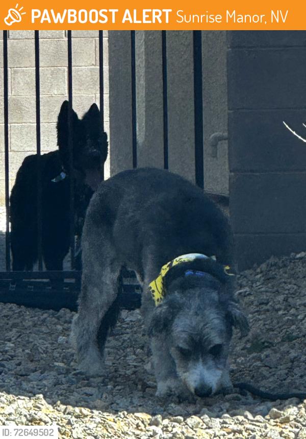 Found/Stray Unknown Dog last seen Hollywood and byu holw ave., Sunrise Manor, NV 89156