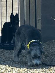 Found/Stray Unknown Dog last seen Hollywood and byu holw ave., Sunrise Manor, NV 89156