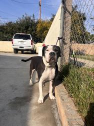 Lost Male Dog last seen On glendora in Azusa, mobil  park, Azusa, CA 91702