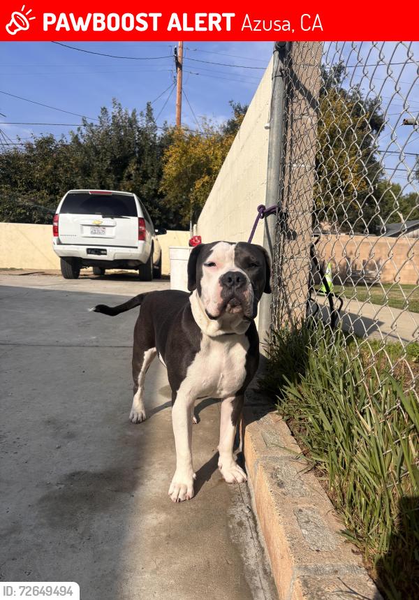 Lost Male Dog last seen On glendora in Azusa, mobil  park, Azusa, CA 91702
