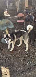 Found/Stray Female Dog last seen CR 309 HEADED TOWARDS I-20, Terrell, TX 75161