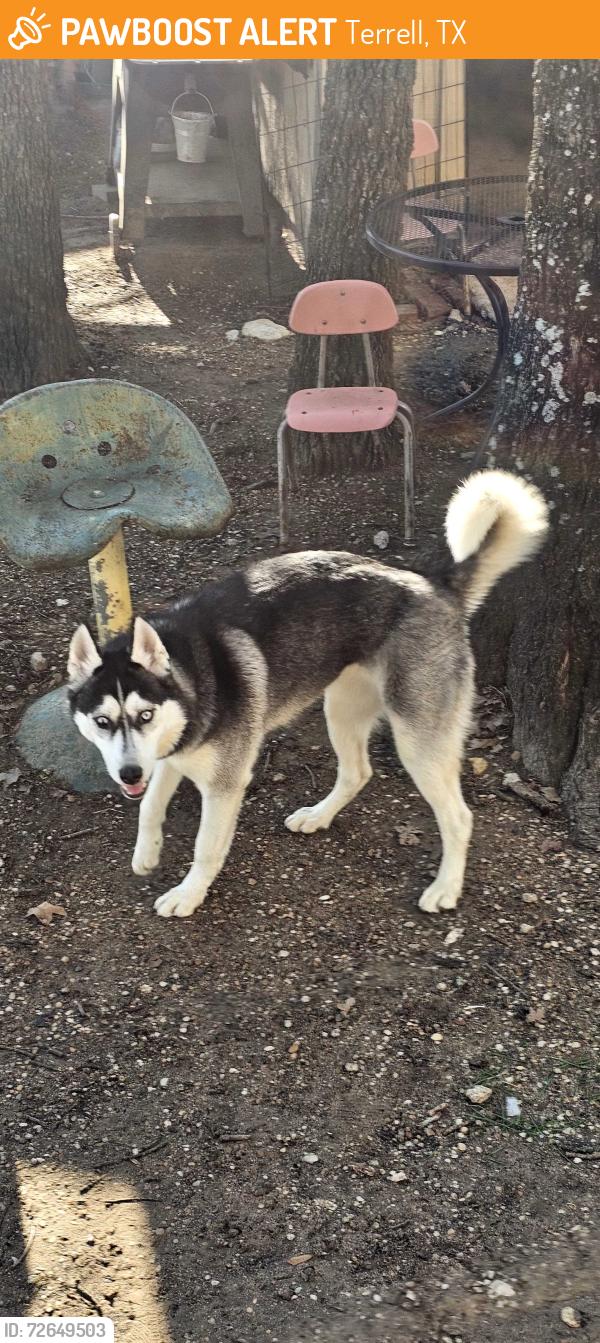 Found/Stray Female Dog last seen CR 309 HEADED TOWARDS I-20, Terrell, TX 75161