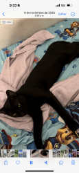 Lost Male Cat last seen Copans rd, Pompano Beach, FL 33060