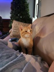 Found/Stray Male Cat last seen Shiloh Pentecostal Church, Wilson, NC 27896