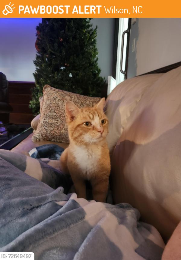 Found/Stray Male Cat last seen Shiloh Pentecostal Church, Wilson, NC 27896