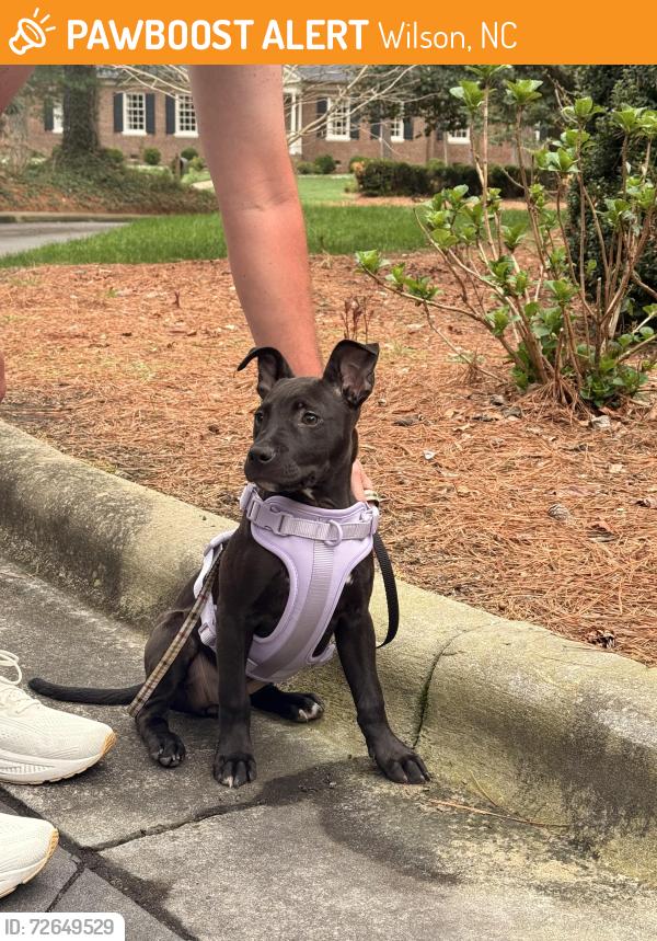 Found/Stray Female Dog last seen Ripley and Raleigh Rd, Wilson, NC 27893
