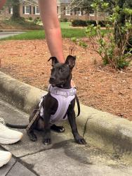 Found/Stray Female Dog last seen Ripley and Raleigh Rd, Wilson, NC 27893