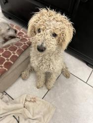 Lost Male Dog last seen Phillips and central, Ontario, CA 91762