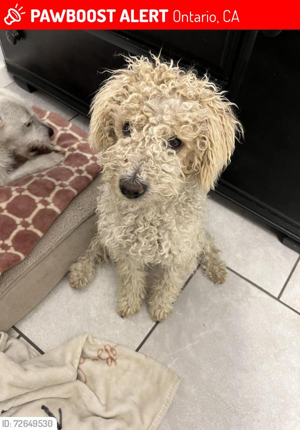 Lost Male Dog last seen Phillips and central, Ontario, CA 91762