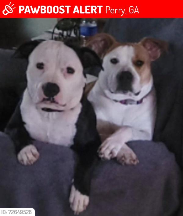 Lost Female Dog last seen langston road, langston elementary , Perry, GA 31069