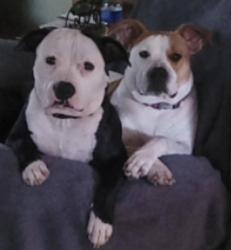 Lost Female Dog last seen langston road, langston elementary , Perry, GA 31069